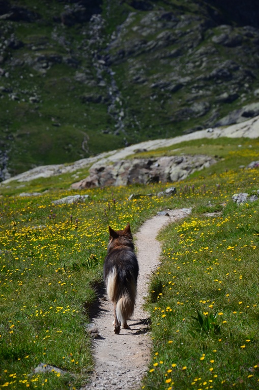2017-07 Refuge d'Ambin/DSC_0149.JPG